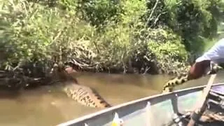 ANAKONDA  Brazilian man grabs a giant anaconda by the tail