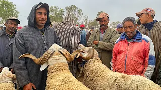 حد ولاد أفرج ثمن حولي العيد في تصاعد 2/6/2024 اكبرعملية نصب اليوم حد ولاد الفرج بحث عن خروف اسبانيا