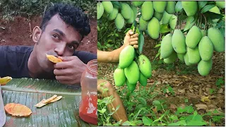 Survival in the forest - Eating mango with salt peppers delicious Green mango vs Salt Wild Legend