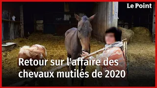 Retour sur l'affaire des chevaux mutilés de 2020