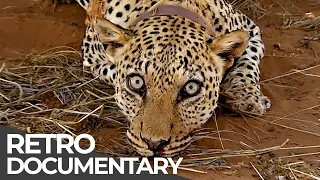 Extreme Jobs: Leopard Doctor, Crime Scene Cleaner, Helicopter Pilot | Retro Doc | Free Documentary