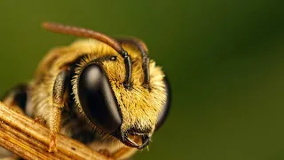 Как обработать укус осы или пчелы, чтобы не опухло?