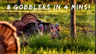 8 GOBBLERS in 4 mins with A BOW! | Bowmar Bowhunting |