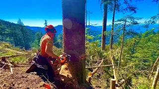 Old Growth Hemlock | Husqvarna problems | Sweltering sunny day