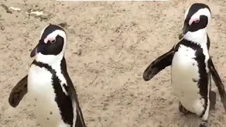 These unusual penguins actually like the beach and warm weather
