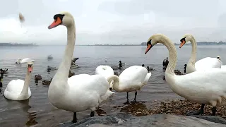 Beautiful Swans