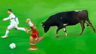 8 Tiere,die ein Fußballspiel unterbrochen haben!