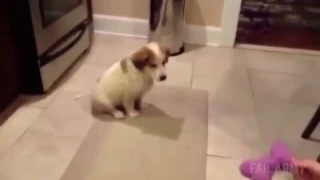 Cute dog falls backwards by grasping a toy Vine   Fail