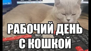 #122 Рабочий день с кошкой  (#британские​ #кошки​ #happy​ #cats​ #сара​ #соня​ #sara​ #sonya​)