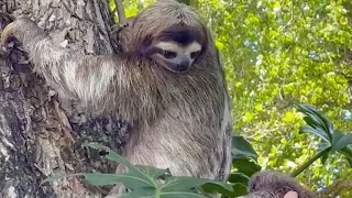 La maman paresseux baisse les yeux, incrédule. Puis elle écarte les bras