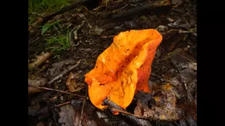 Appalachian Trail - North Carolina (Winding Stair Gap to Fontana Dam)