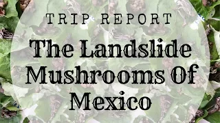 The Landslide Mushrooms Of San Jose del Pacifico | Trip Report