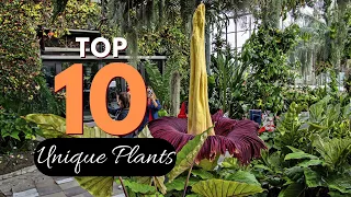 top 10 Exploring the World of Unique Plants