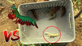 RARE white Lobster VS Mantis Shrimp! Catch & Feed