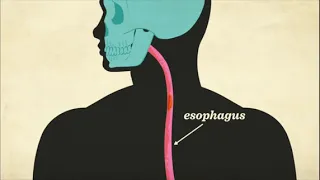 How your esophagus works - Emma Bryce
