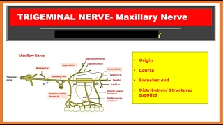 Maxillary nerve - Course, branches and distribution |Trigeminal nerve | [Simplfied]