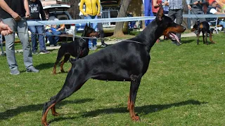 Karakteristike dobermana