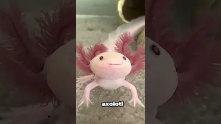 Abandoned Axolotl… Part 2