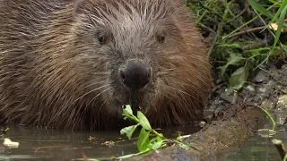 Beavers in Munich, Beaver Babies in Lodge