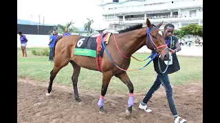 JAMAICA RACING: Jordon Reign’s Returns In Style - Sun May 19, 2024, 9th