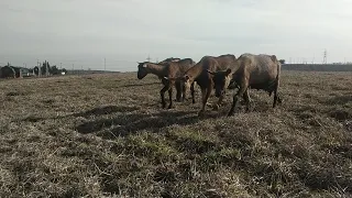 Обучаем доению КОЗ🐐Купили КОЗУ в УЖАСНОМ состоянии. Что делать 🤯 Камилуша 🐂Новое строение 🏠