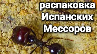 Распаковка и обзор муравьёв Messor barbarus. #МуравьиЯрославль