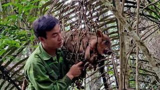 Explore the Boar's Territory -boar trap skill, survival instincts