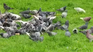 onları yakalamak şart Allah'ın izniyle