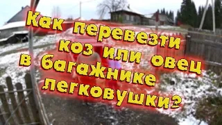 КАК ПЕРЕВЕЗТИ КОЗ ИЛИ ОВЕЦ В БАГАЖНИКЕ ЛЕГКОВУШКИ?//деревенские будни