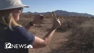 Community works to replenish desert landscape after recent Arizona wildfires