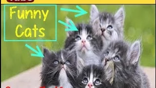 Top Funny Cats Compilation - HD -  720p