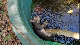 Squirrel Drowned in Water Trough