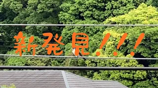 9日目　つばめの室内巣作り　新発見！！！