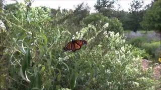 Monarch wing splint