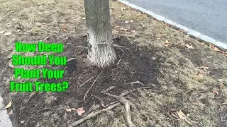 Exposing Tree Root Flare to Improve Tree Health