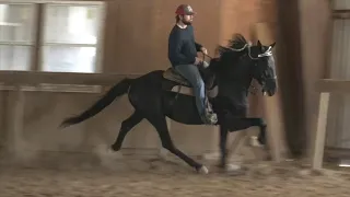 Elite Champion Keg Shod Speed Racking Stallion D'JANGO - Jacob Parks Horsemanship