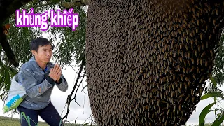 #754. Chinh Phục 3 Tổ Ong HÃI HÙNG Bầu Mật KHỦNG KHIẾP. Conquer 3 Beehives QUESTIONS HUGE Honey.