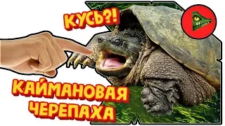 Черепашка кусается как крокодил - КАЙМАНОВАЯ ЧЕРЕПАХА!