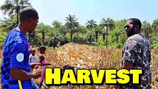 HARVESTING MAIZE At Triple-A Healthy Harvest Farm - 🇸🇱 Episode 3 - Farming In Sierra Leone