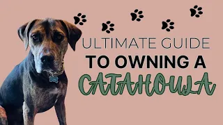 EVERYTHING you NEED to know before owning a Catahoula Leopard dog