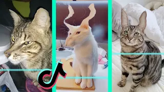 Time Warp Scan tiktok cat compilation (filter tiktok) part 3