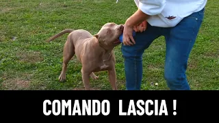 Come insegnare il comando "Lascia" al cane !