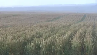 23.07.18. Яровая пшеница, сорт Ликамеро.