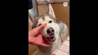 So cute best funny cats and dogs videos V.78 Funniest animals best of the 2022 Animal video #feedsh