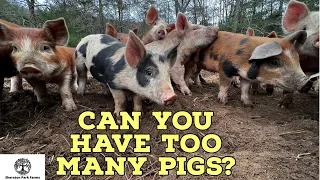 Pastured Pigs - How Many Should I Start With?