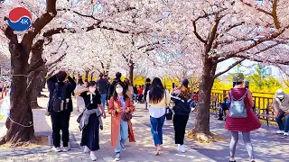 Seoul Walk–Han River Park,Cherry Blossoms Yeouido SPRING FLOWER FESTIVAL https://blossom.or.kr
