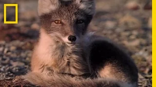 Arctic Fox vs. Murres | National Geographic