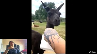 Jacob reacts to Offended Llama Refuses to Eat Food by Daily Dose of Internet