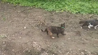 Fun cats playing in nature