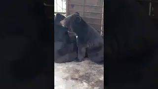 У медведей любовь.